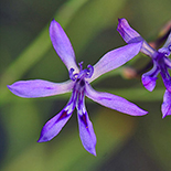 Lapeirosia sandersonii